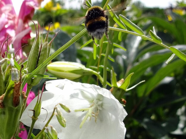 Bee magnet: create a buzz-worthy vegetable garden with these tips
