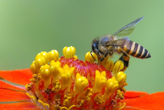 Boost your harvest: attract bees to your vegetable garden with these tricks
